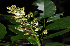 Derris benthamii var. wightii